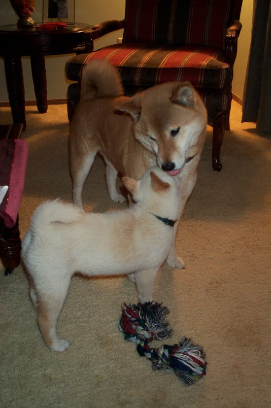 当国王冲垮骑士，诺坎普之夜，维尼修斯以欧文式接管定义了国家德比