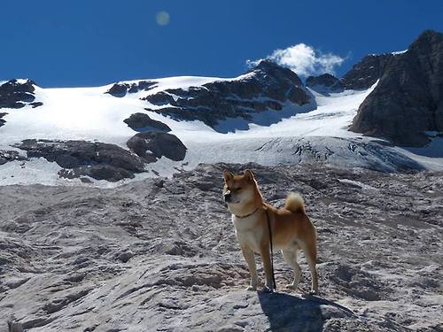 本泽马关键制胜与澳大利亚封锁阿尔及利亚，足球赛场上的战术博弈与英雄时刻