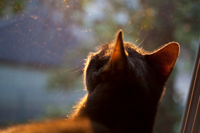 篮球双响炮，哈登自我救赎之战点燃激情，灰熊横扫新疆队展现实力碾压