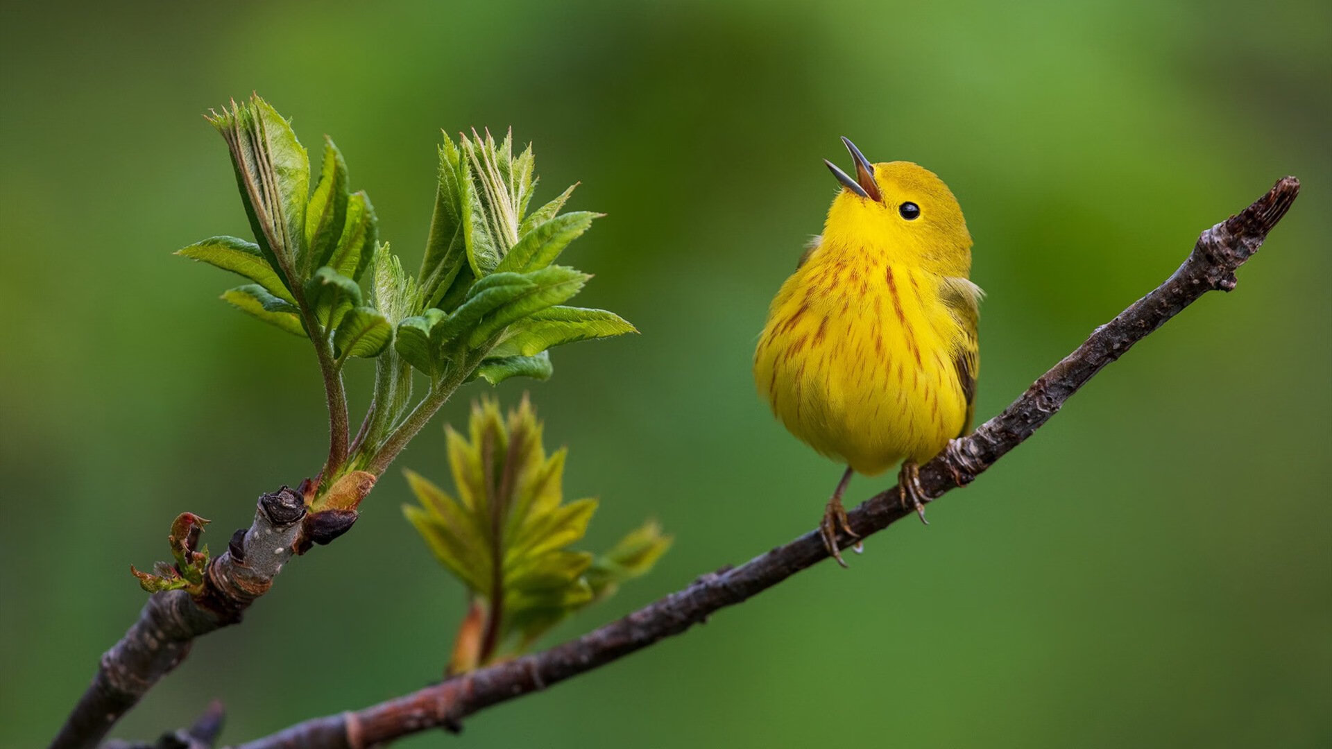快船用凶狠撕碎绿军华丽，当哈利伯顿成为节奏暴君，战术天才如何让双探花沦陷？