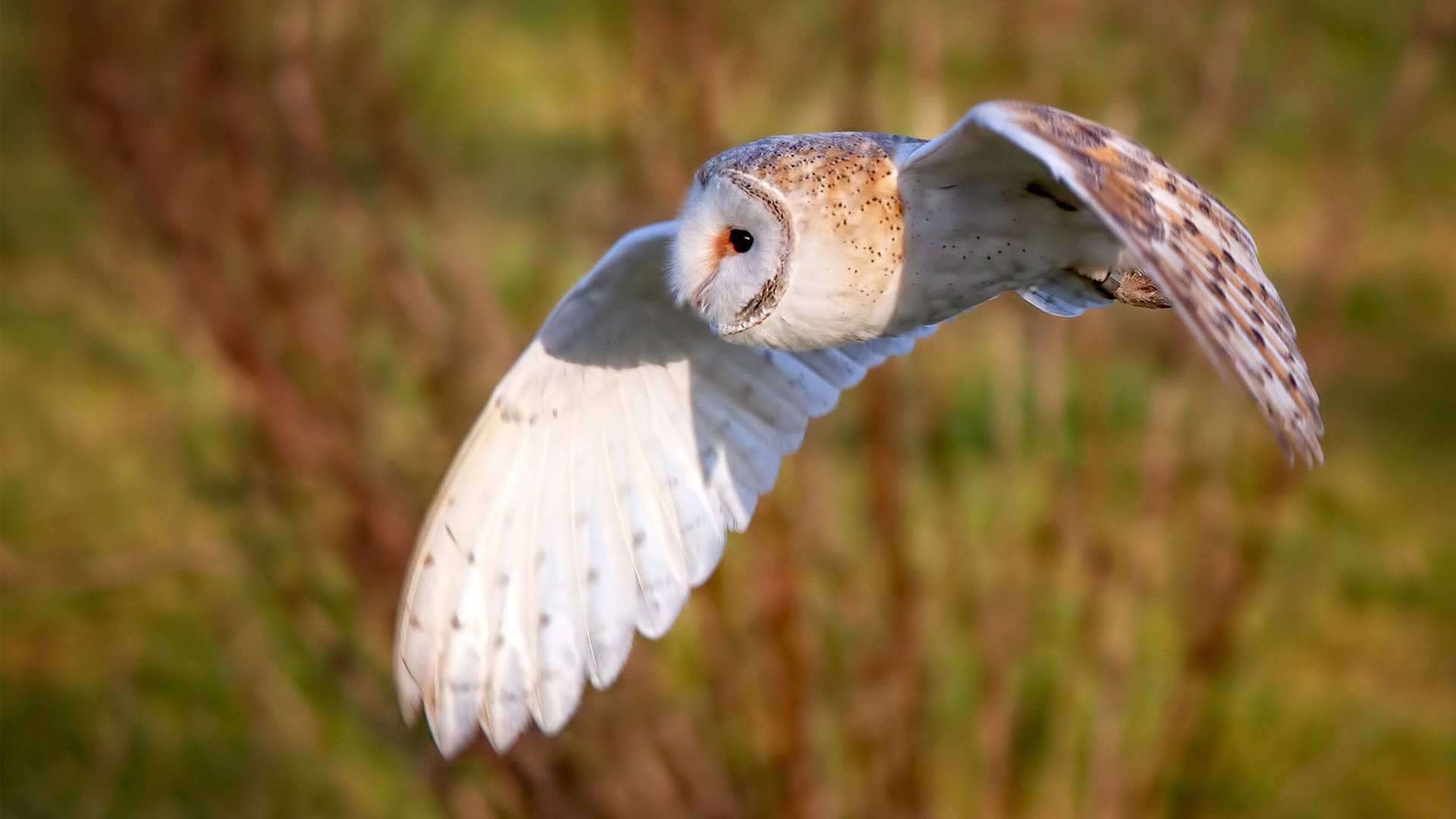 奇迹夜,替补武切维奇击沉快船,森林狼逆袭突围