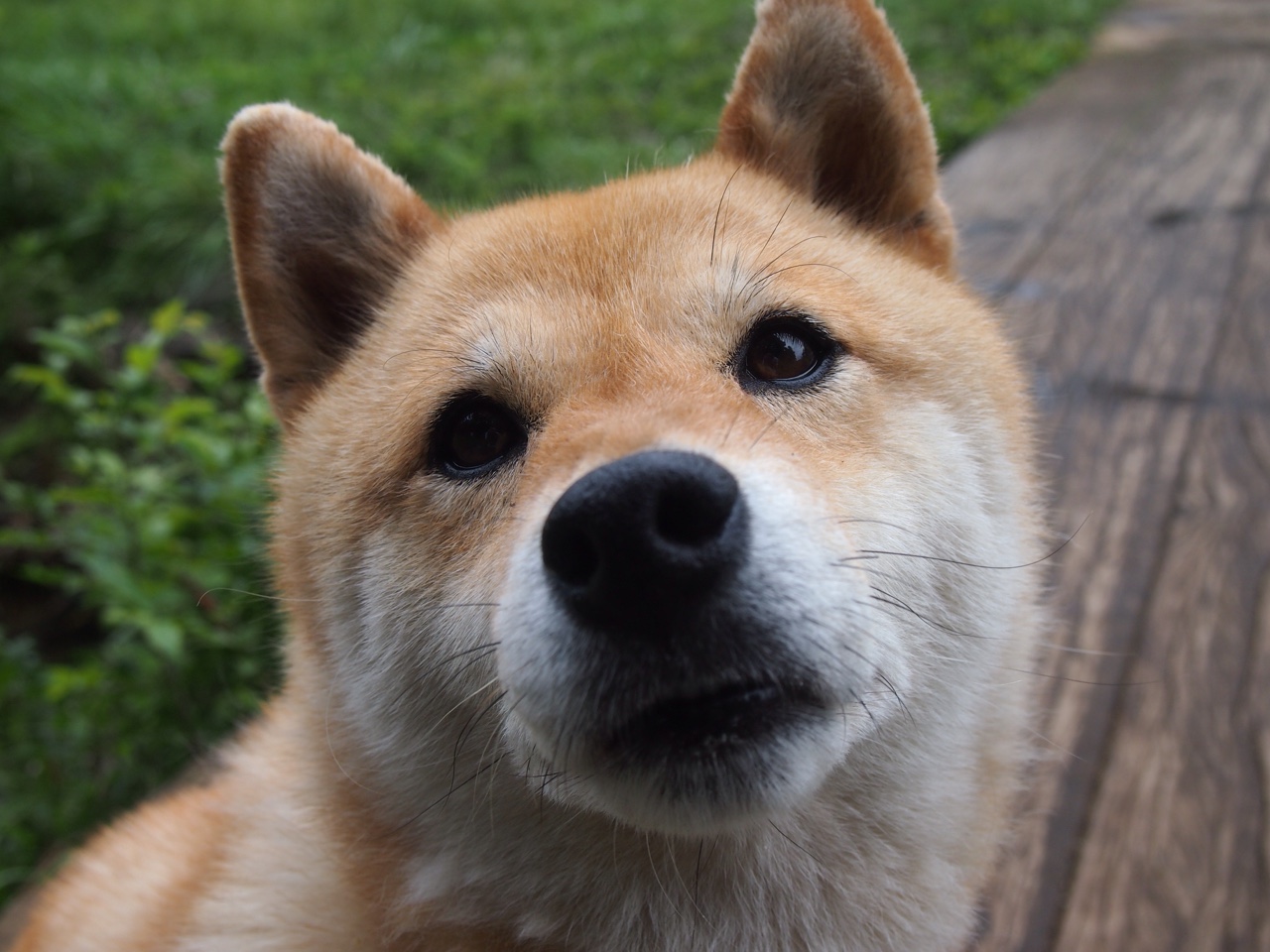 冰火淬刃，当独行侠的致命一投，遇见字母哥的铁血统治