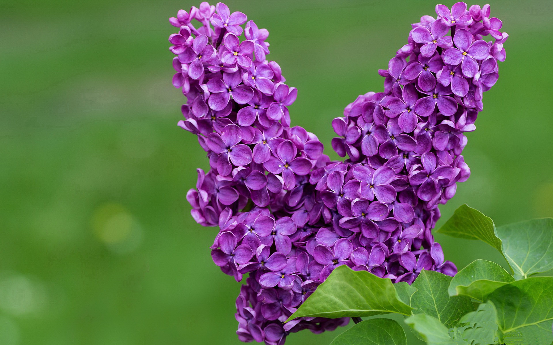东决关键战之夜，巴斯托尼的闪耀时刻