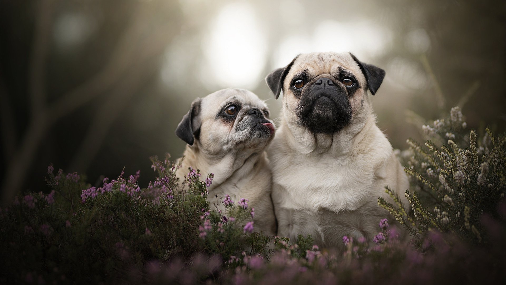 阿什拉夫世纪大爆发！阿尔及利亚3-1斩落格子军团，北非之光重塑世界杯格局