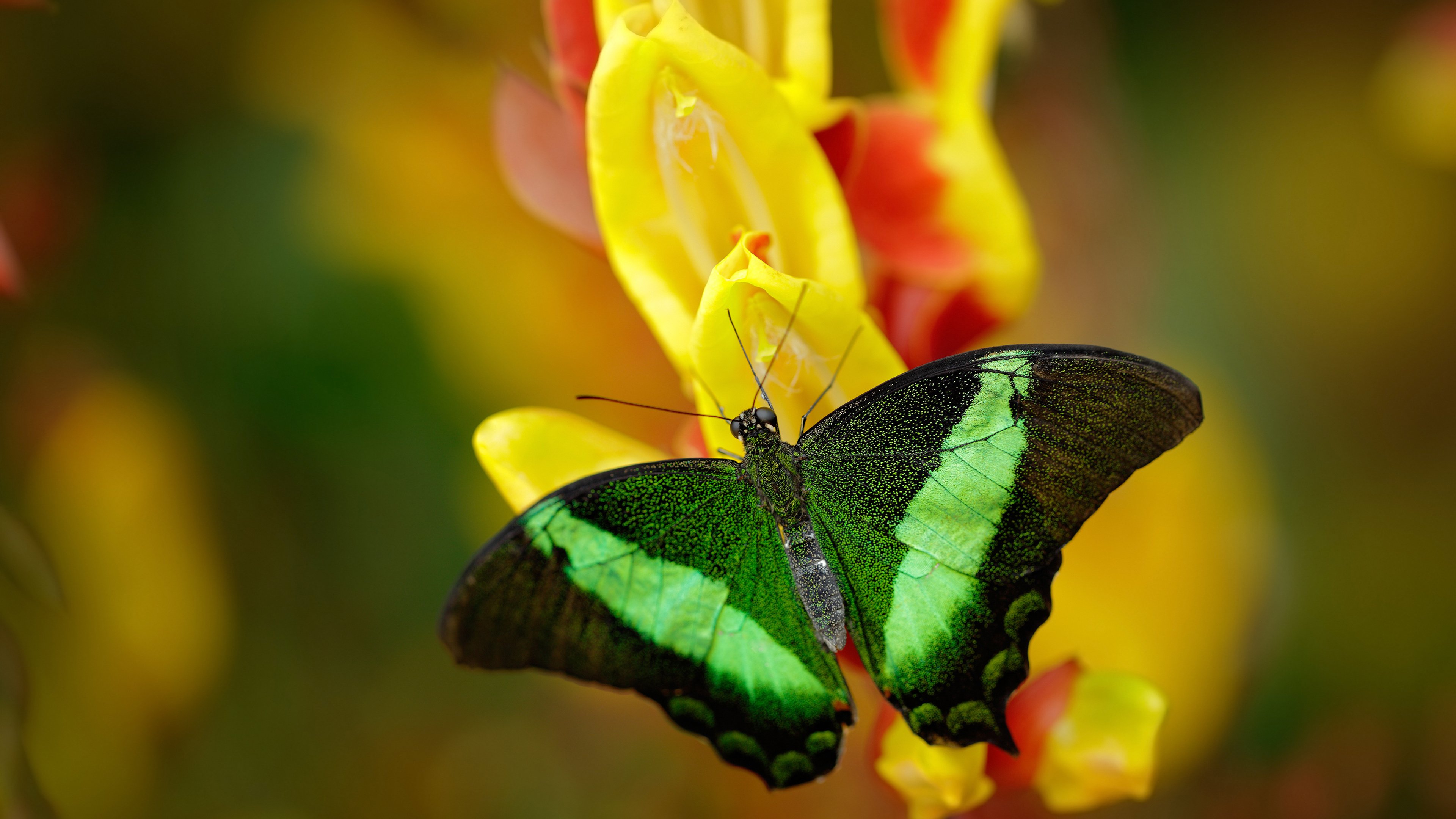 深圳男篮末节翻盘,文班亚马轰35+14+7成定海神针