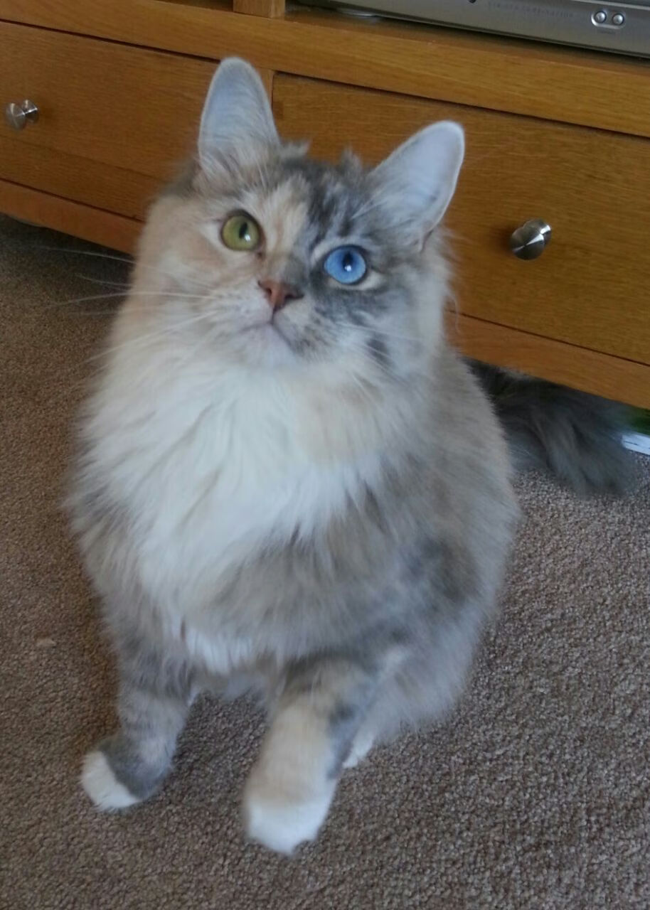 意甲焦点战之外的欧陆烽火,勒沃库森险胜克罗地亚劲旅的战术启示