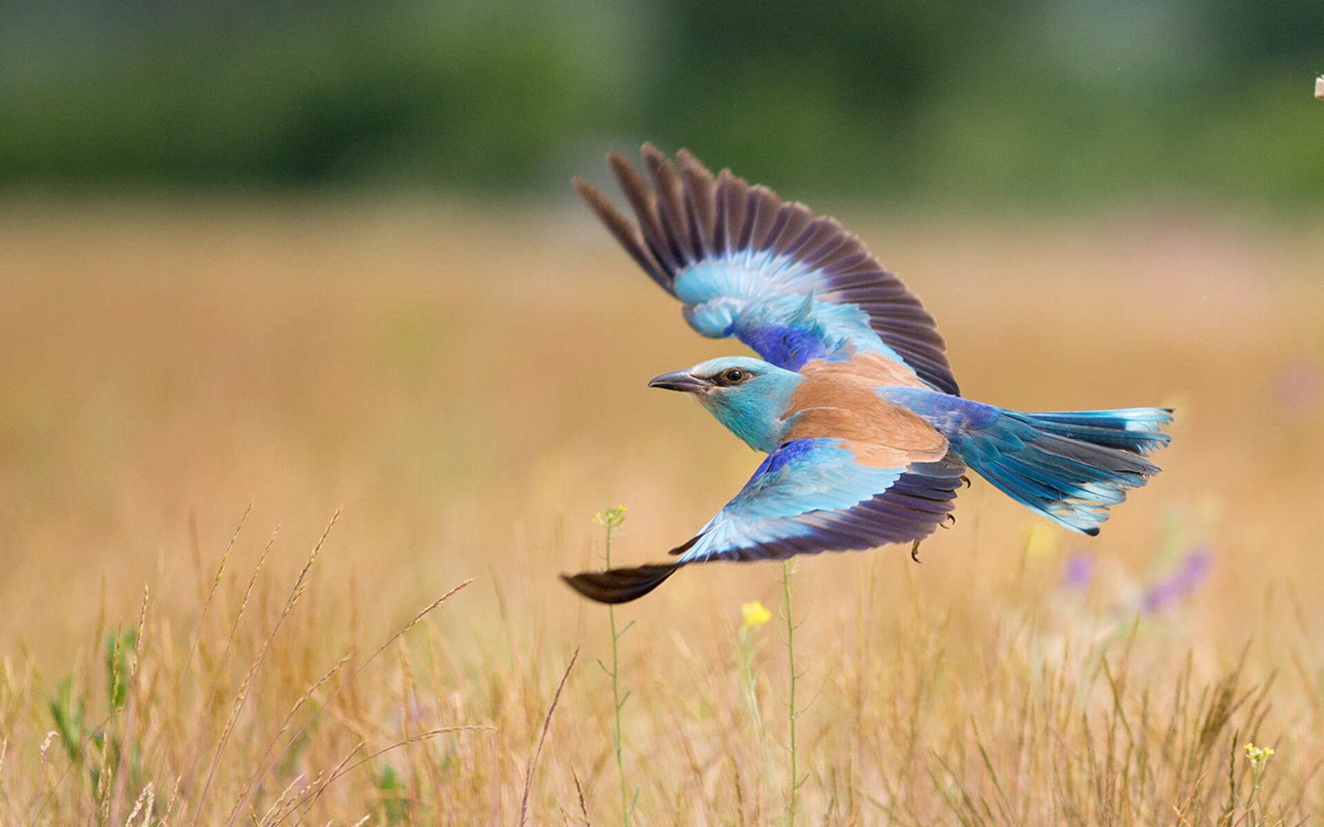 蓝月奇迹,凯塞多欧冠决赛主宰,曼城力克安切洛蒂王朝
