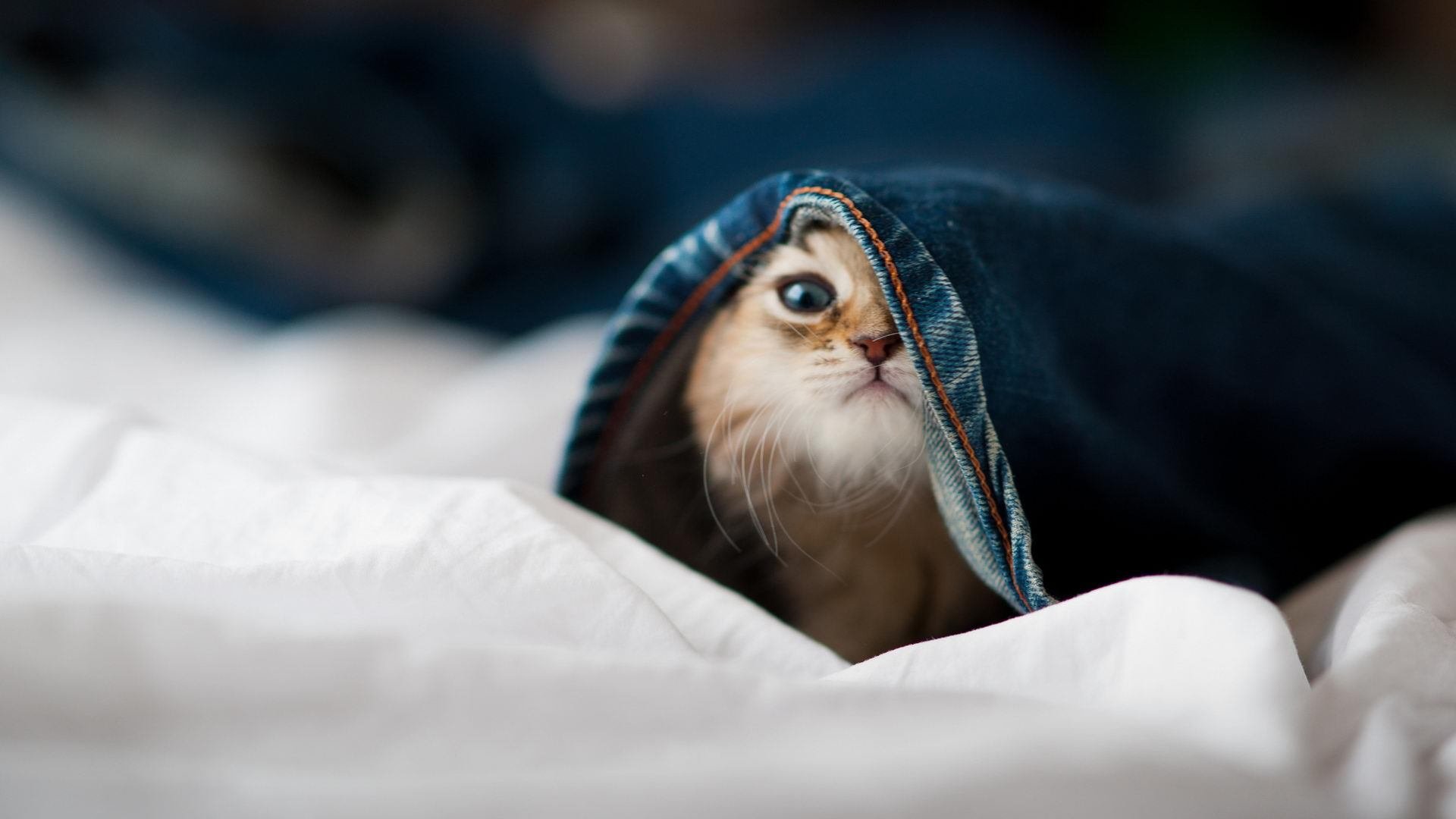 里程碑之夜，伦纳德在灰熊与太阳的血战中完成了多少人生？