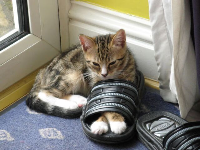 欧洲足球新格局！荷兰淘汰曼城，卡拉斯科进攻端无人可挡