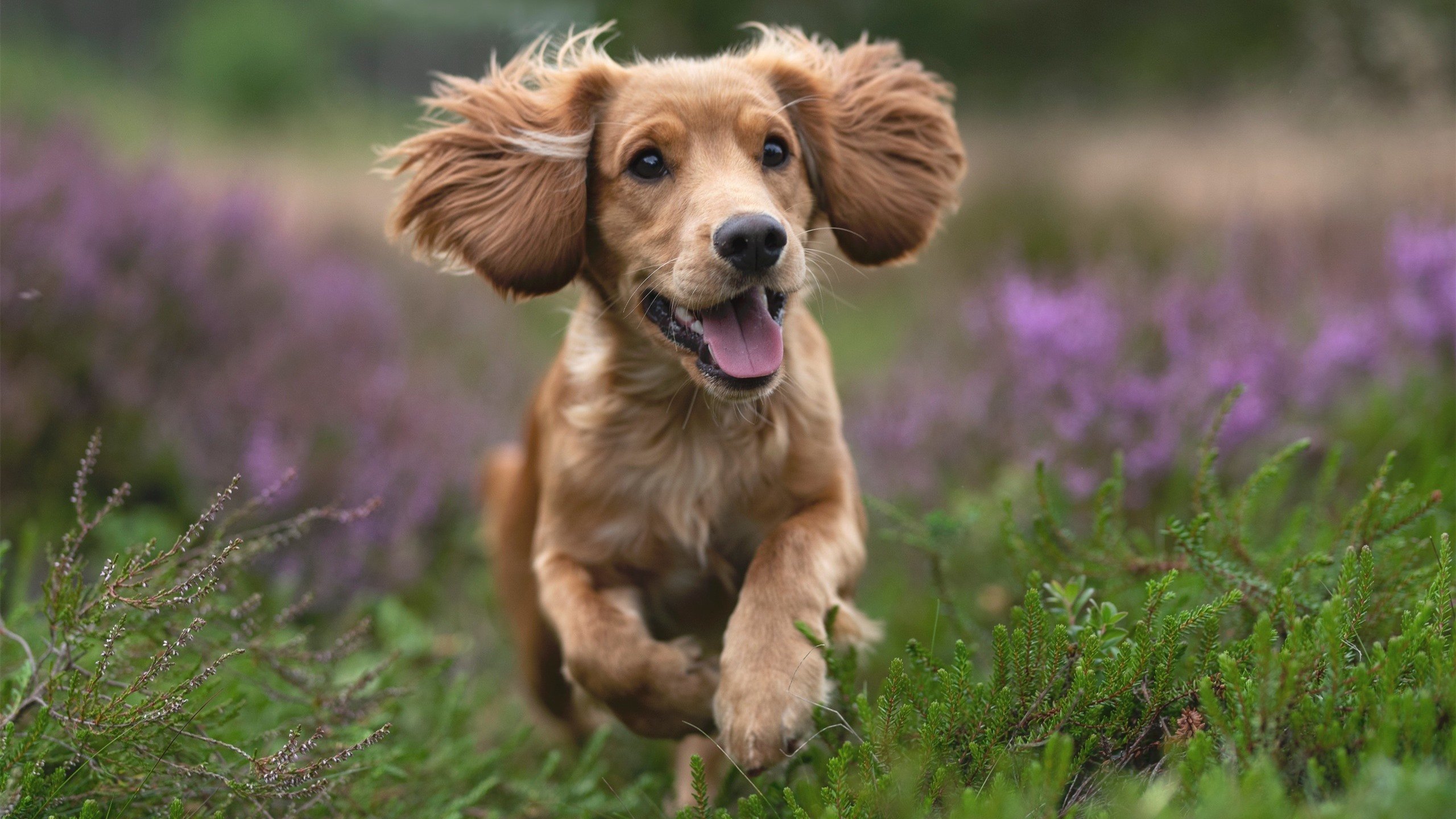 篮网击溃山西队，浓眉关键进球定乾坤，一球定音背后的孤勇与谋略