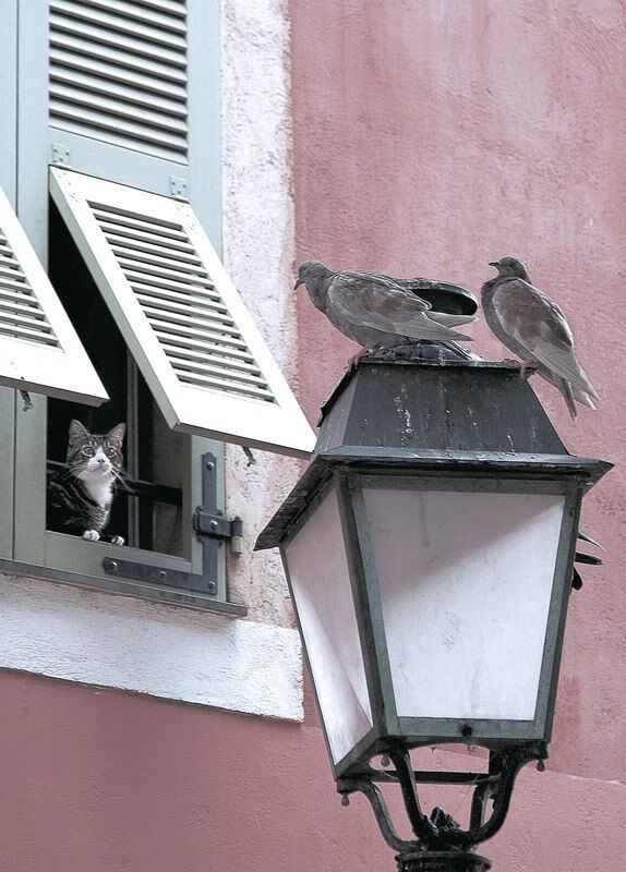 枫叶军团淬火成锋，压力之下，伊布式爆发点亮加拿大历史性突破